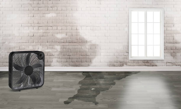 Best Carpet water damage restoration  in Lowellville, OH